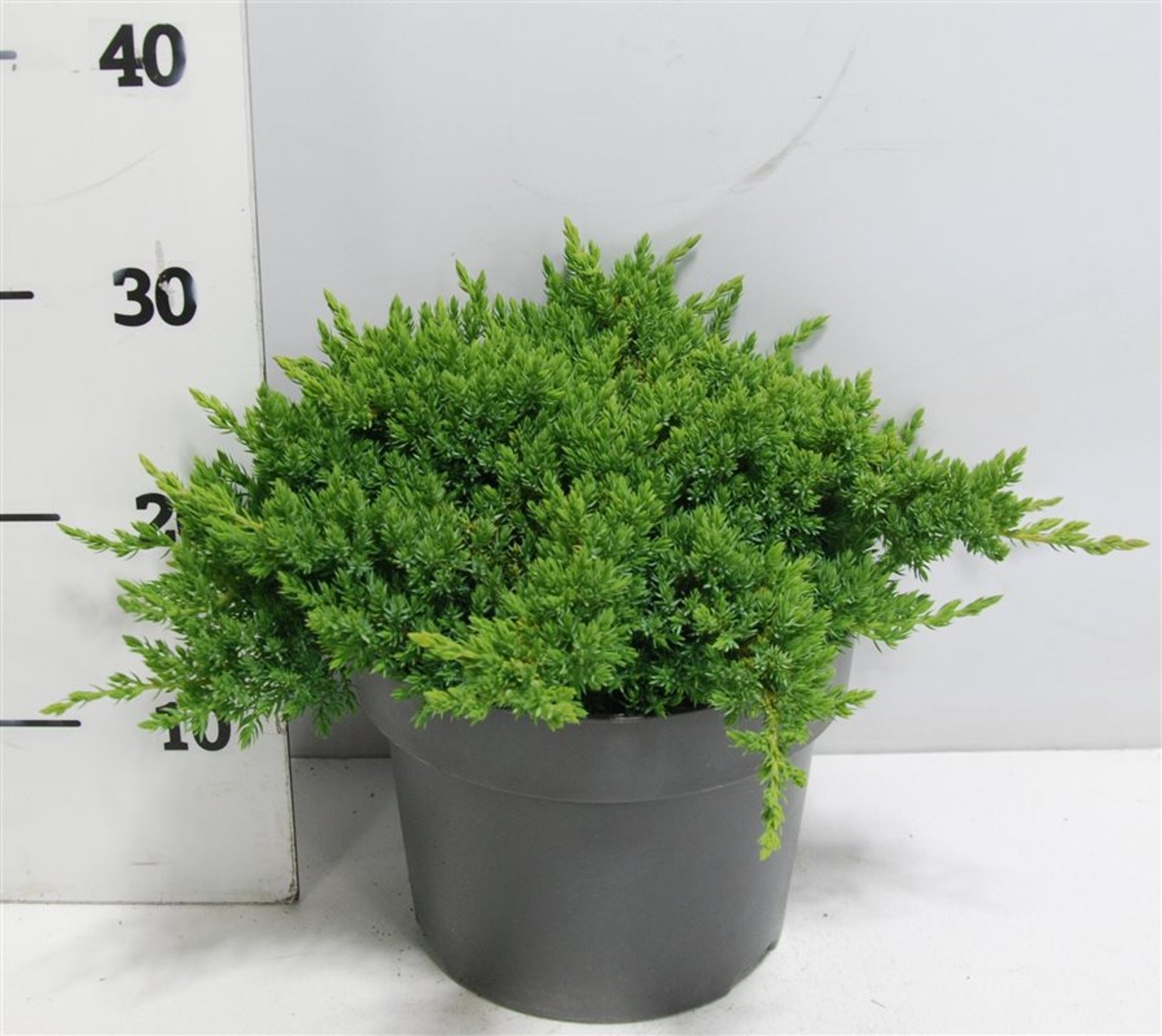 Juniperus procumbens 'Nana' - C5 30-40 CM